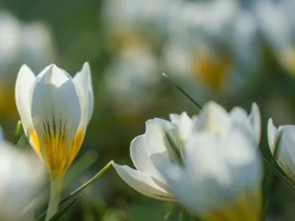 Yoga Nidra For New Beginnings