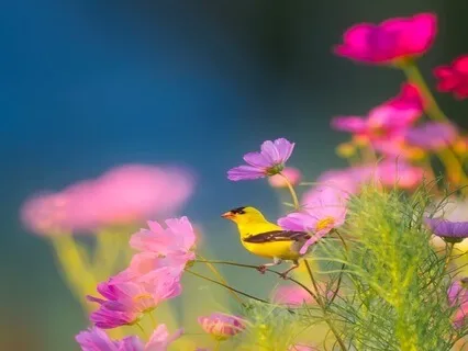 Yoga Nidra For Nurturing Joy | Garden Of The Heart