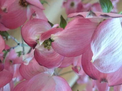 Yoga Nidra For One's Whole Being