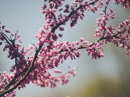 Yoga Nidra For Opening