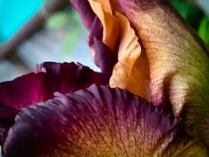 Yoga Nidra For Opening To Possibility