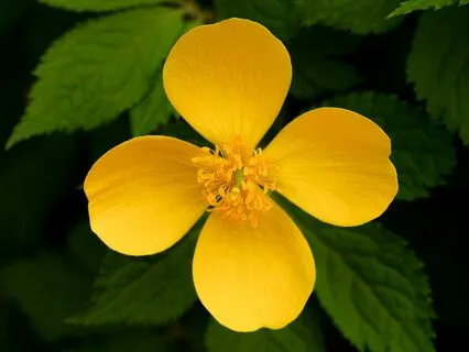 Yoga Nidra for Optimal Health