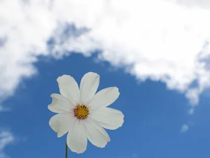 Yoga Nidra For Pain Relief