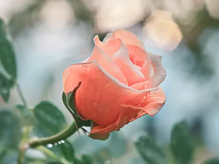 Yoga Nidra For Peace And Equanimity