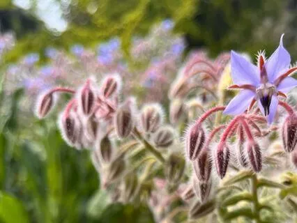 Yoga Nidra For Peace And Grounded Connection