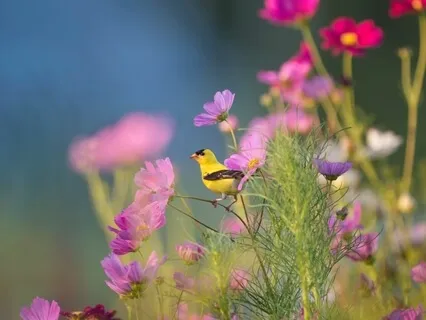 Yoga Nidra For Peace With Music