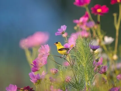 Yoga Nidra For Peace Without Music