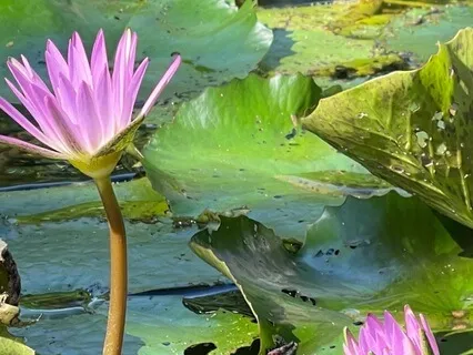 Yoga Nidra For Personal Growth | Trust Your Journey