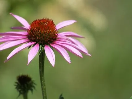 Yoga Nidra For Personal Growth