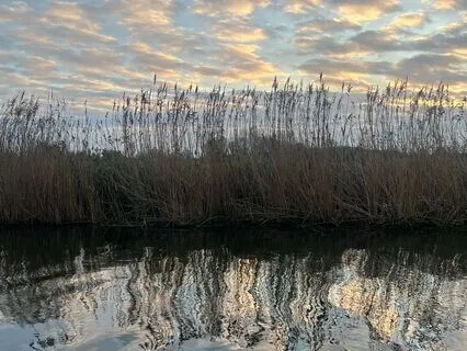 Yoga Nidra For Presence