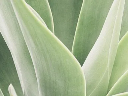 Yoga Nidra For Prosperity & Abundance