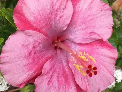 Yoga Nidra For PTSD ~ 30 Min