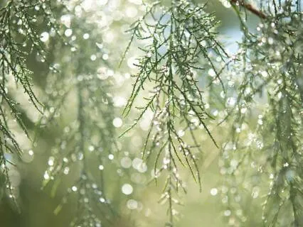 Yoga Nidra For PTSD, Stress & Transition | Steady Ground