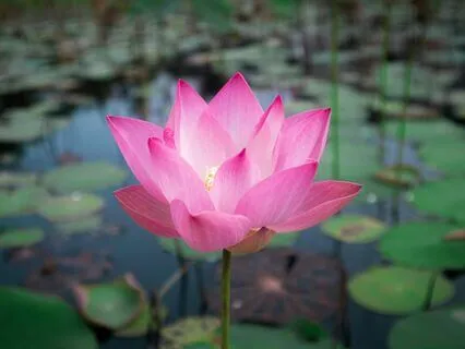 Yoga Nidra For Pure Awareness