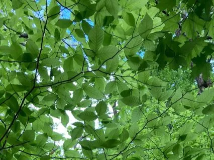 Yoga Nidra For Relaxation
