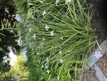 Yoga Nidra For Renewal (Daring To Rest)