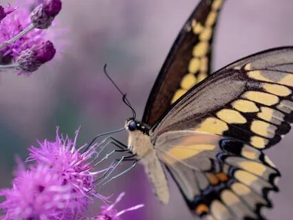 Yoga Nidra For Renewal