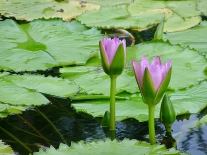 Yoga Nidra For Rest & Rejuvenation