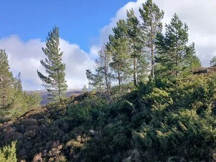 Yoga Nidra For Restorative Rest (With Waves & Bird Sounds)