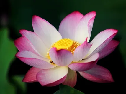 Yoga Nidra For Restorative Sleep (With Solar Plexus Chakra Music)