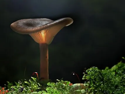 Yoga Nidra For Restoring Focus By Going Inward