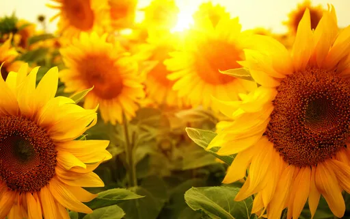 Yoga Nidra For Reviving Joy