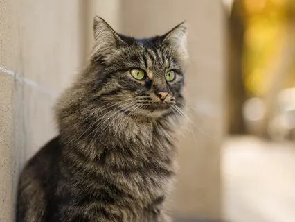 Yoga Nidra For Root Chakra