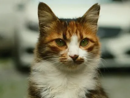 Yoga Nidra For Seasonal Affective Disorder