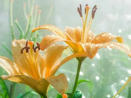 Yoga Nidra for Seeding Spring/Summer Intentions