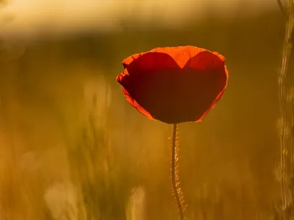 Yoga Nidra For Self Acceptance