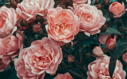 Yoga Nidra For Self-Compassion