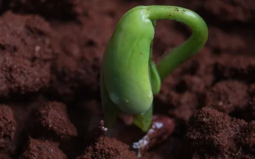 Yoga Nidra For Self-Development & Awareness - Seeds