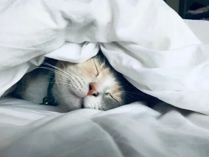 Yoga Nidra for Self-Discovery, Deep Relaxation and Sleep.