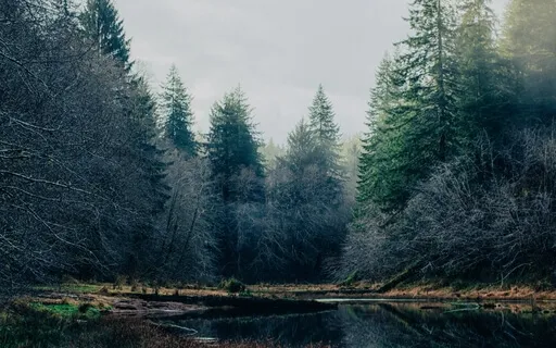 Yoga Nidra For Self-Growth & Awareness - Animal Messenger