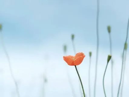 Yoga Nidra For Settling The Nervous System