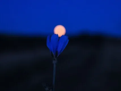 Yoga Nidra For Sleep