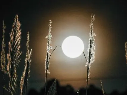 Yoga Nidra For Sleep (8+ Hours)