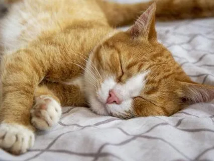 Yoga Nidra For Sleep | 9 Hours