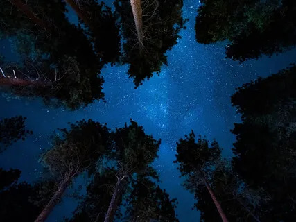 Yoga Nidra For Sleep: Become A Tree Of The Forest