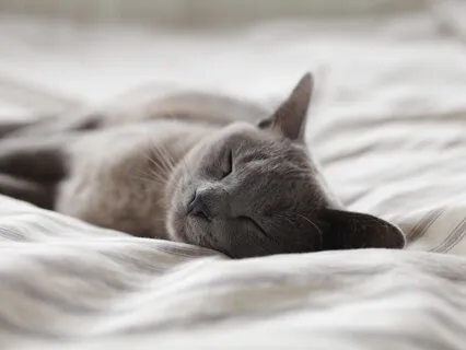 Yoga Nidra For Sleep: Cat Purrs & Self Compassion