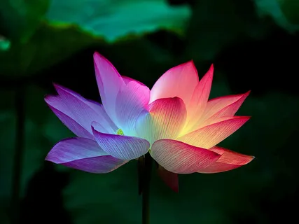 Yoga Nidra For Sleep: Chakra Color Therapy