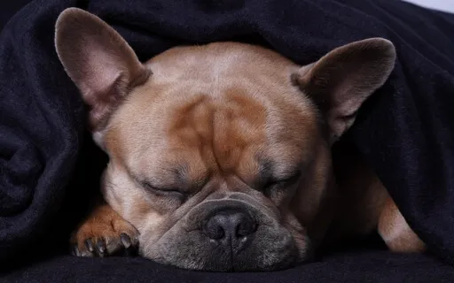 Yoga Nidra For Sleep – Deep Relaxation For Bedtime