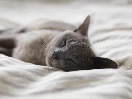 Yoga Nidra For Sleep