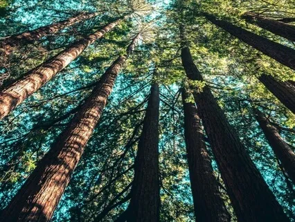 Yoga Nidra For Soothing The Nervous System