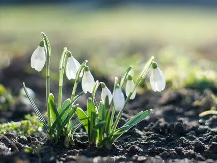 Yoga Nidra For Spring