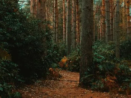 Yoga Nidra For Steadiness