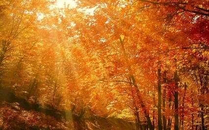 Yoga Nidra For The Autumn Equinox With Breathwork
