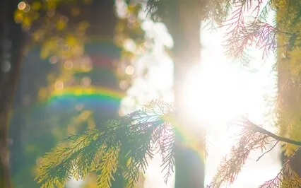 Yoga Nidrā For The Eternal Witness