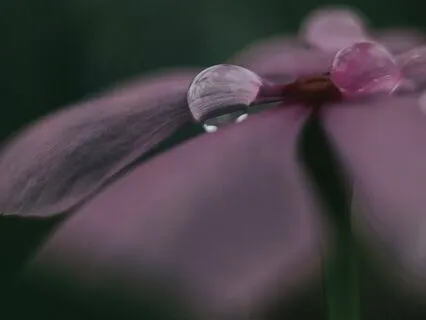 Yoga Nidra For The Heart Chakra