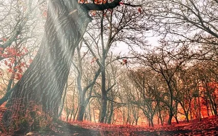 Yoga Nidrā For The Metal Element